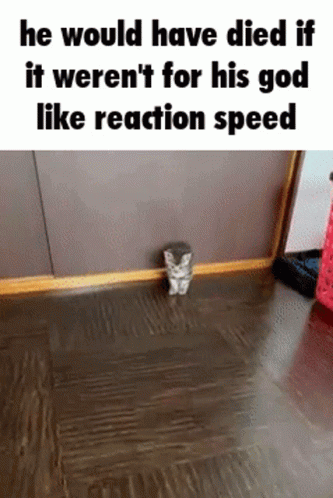 gif of a cat falling over several seconds after a brush is slid across the floor at him. Top text says "he would have died if it werent for his godlike reaction speed"